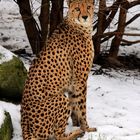 Gepard im Schnee