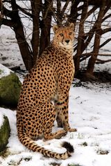 Gepard im Schnee