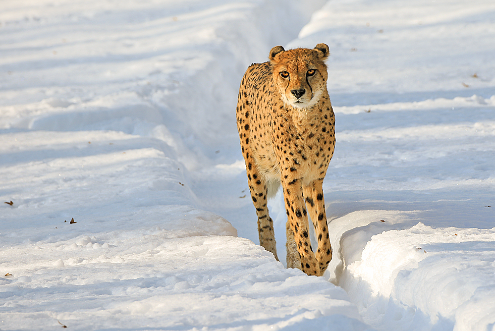 Gepard im Schnee