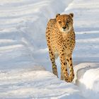 Gepard im Schnee