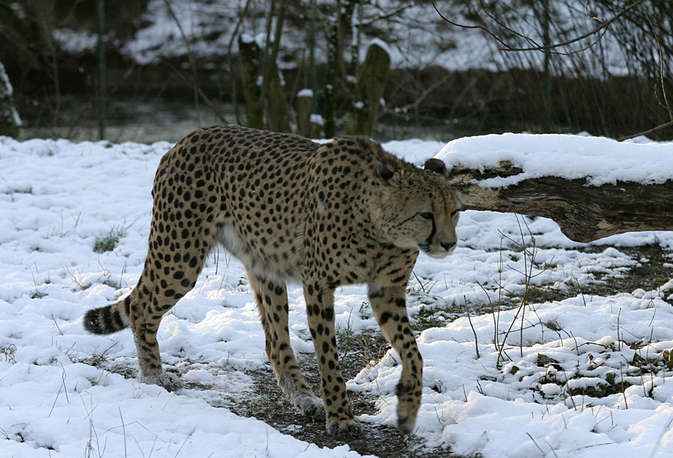 Gepard im Schnee