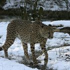 Gepard im Schnee