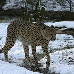 Gepard im Schnee