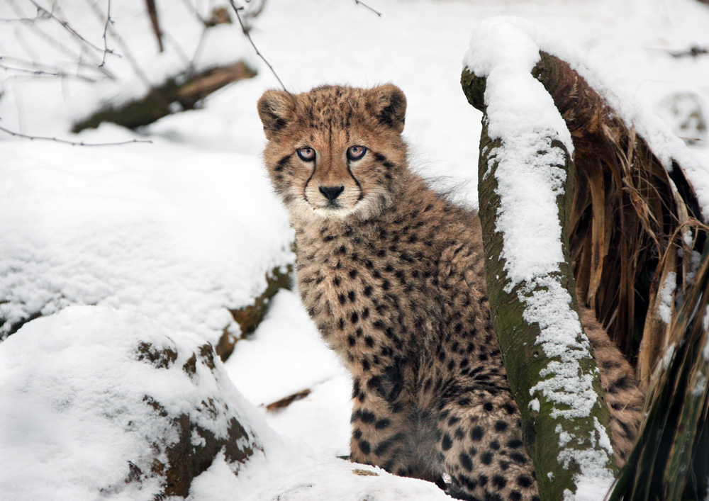 Gepard im Schnee