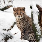 Gepard im Schnee