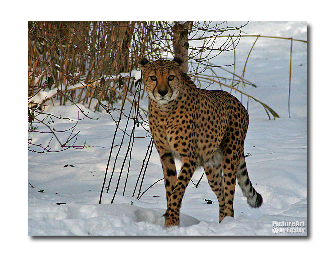 Gepard im Schnee...