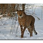 Gepard im Schnee...