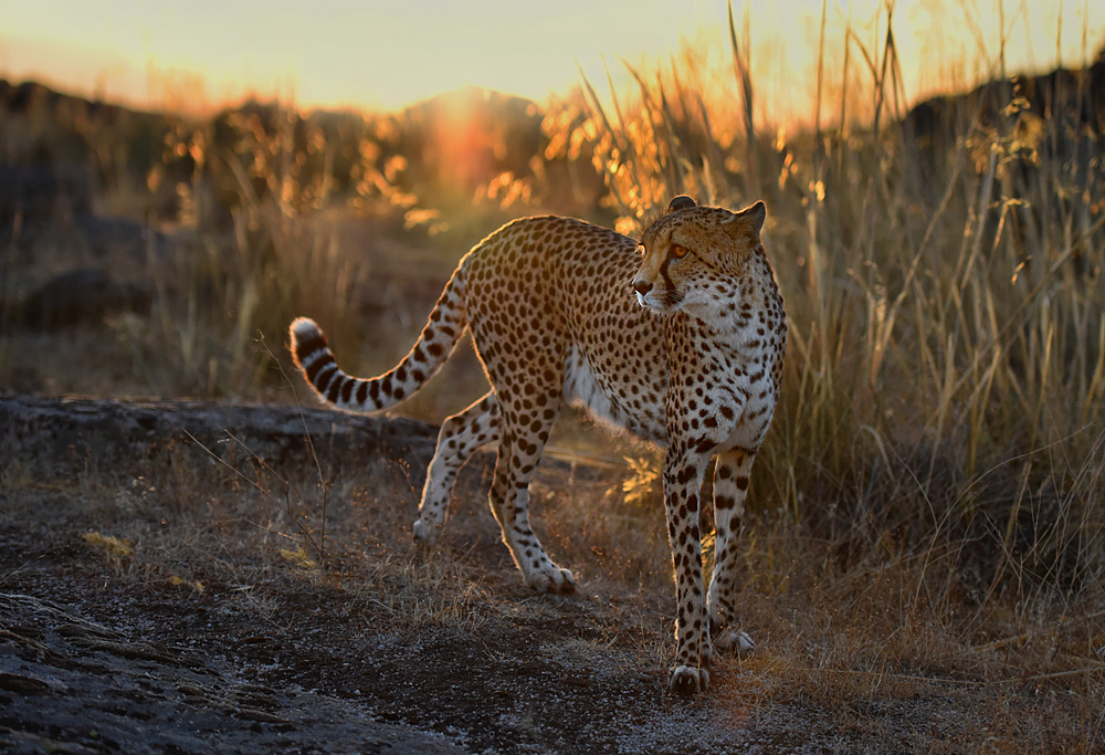 Gepard im Sonnenaufgang