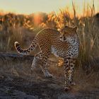 Gepard im Sonnenaufgang