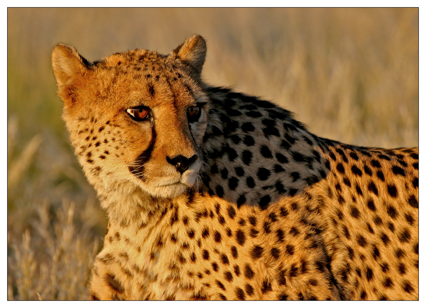 Gepard im Sonnenuntergang