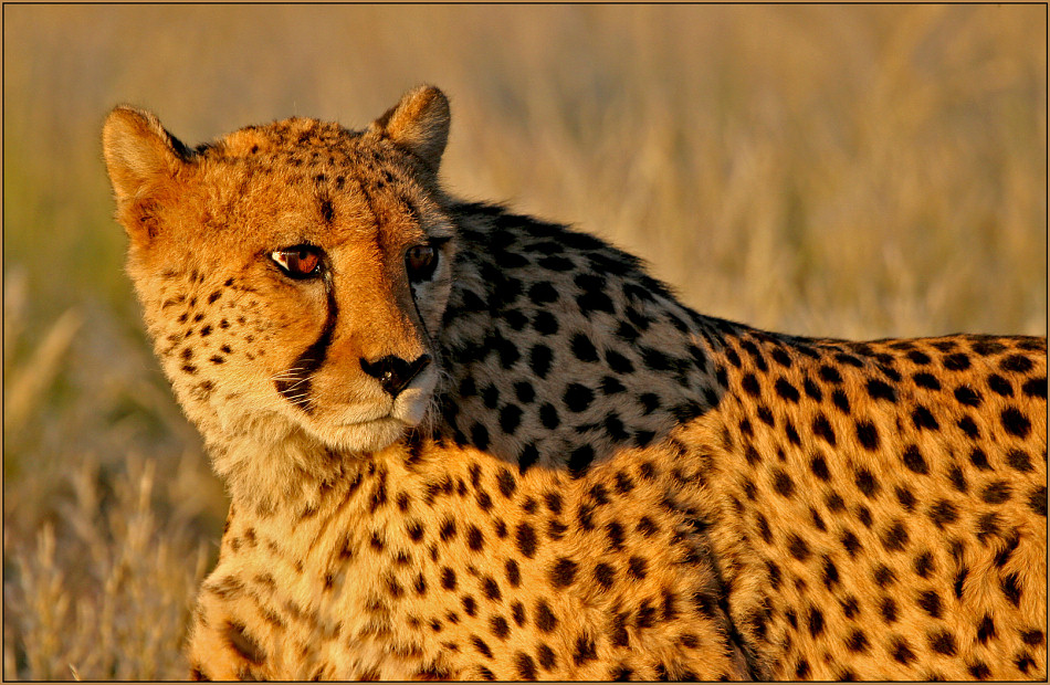 Gepard im Sonnenuntergang