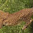 Gepard im Sprung(Bildausschnitt)