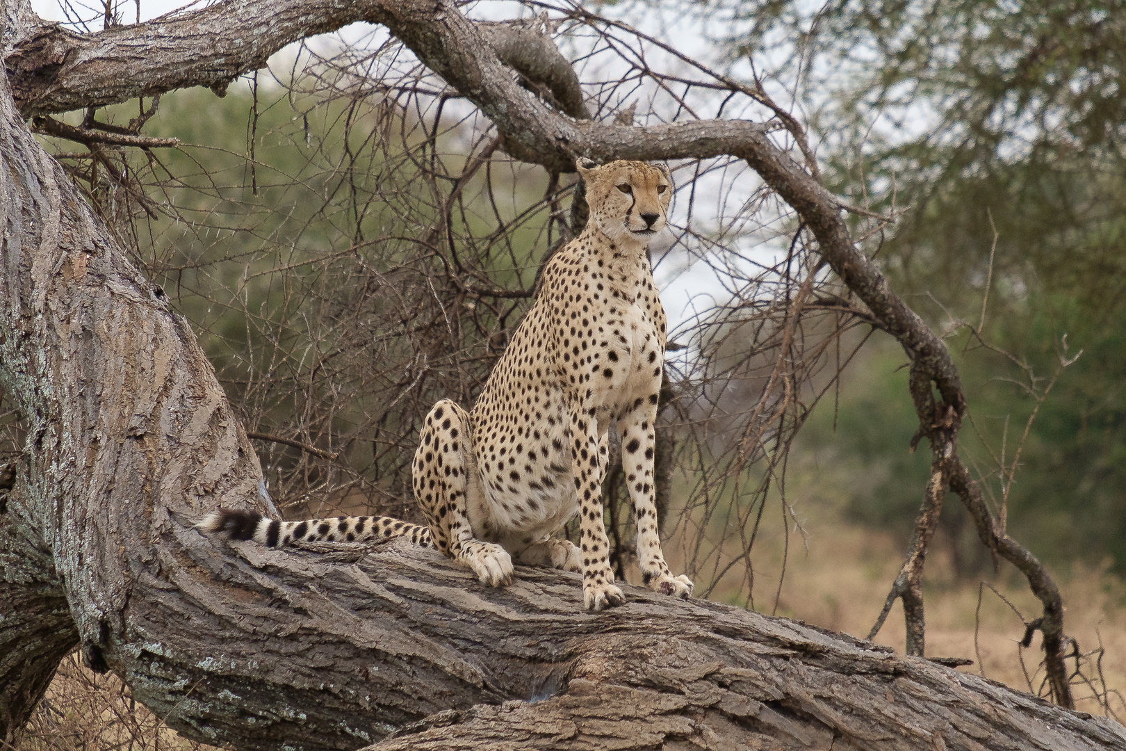 Gepard im Tarangire NP