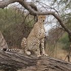 Gepard im Tarangire NP