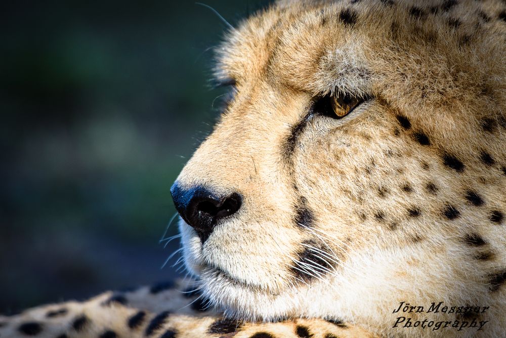 Gepard im Tenikwa Wildlife Awareness Centre