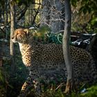 Gepard im Tiergarten 