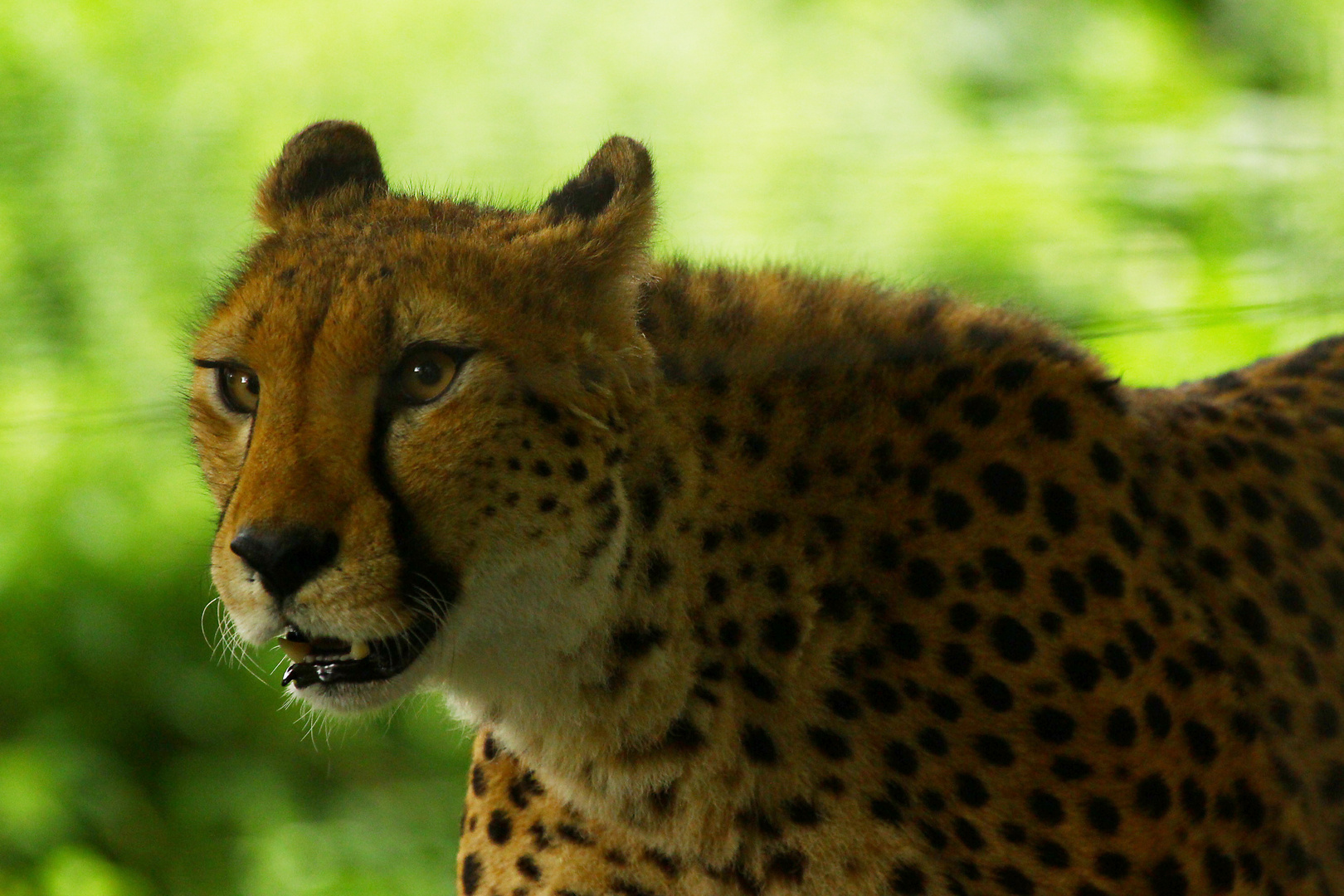 Gepard im Tiergarten Schönbrunn