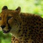 Gepard im Tiergarten Schönbrunn