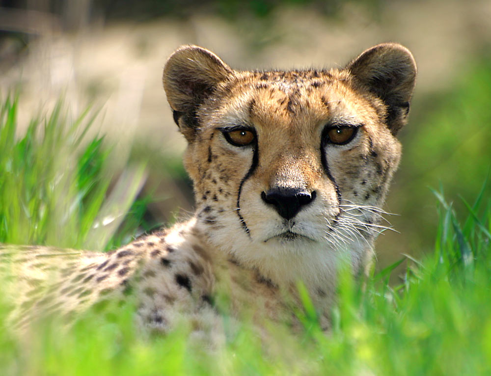 Gepard im Tiergarten Schönbrunn (Wien)