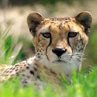 Gepard im Tiergarten Schönbrunn (Wien)