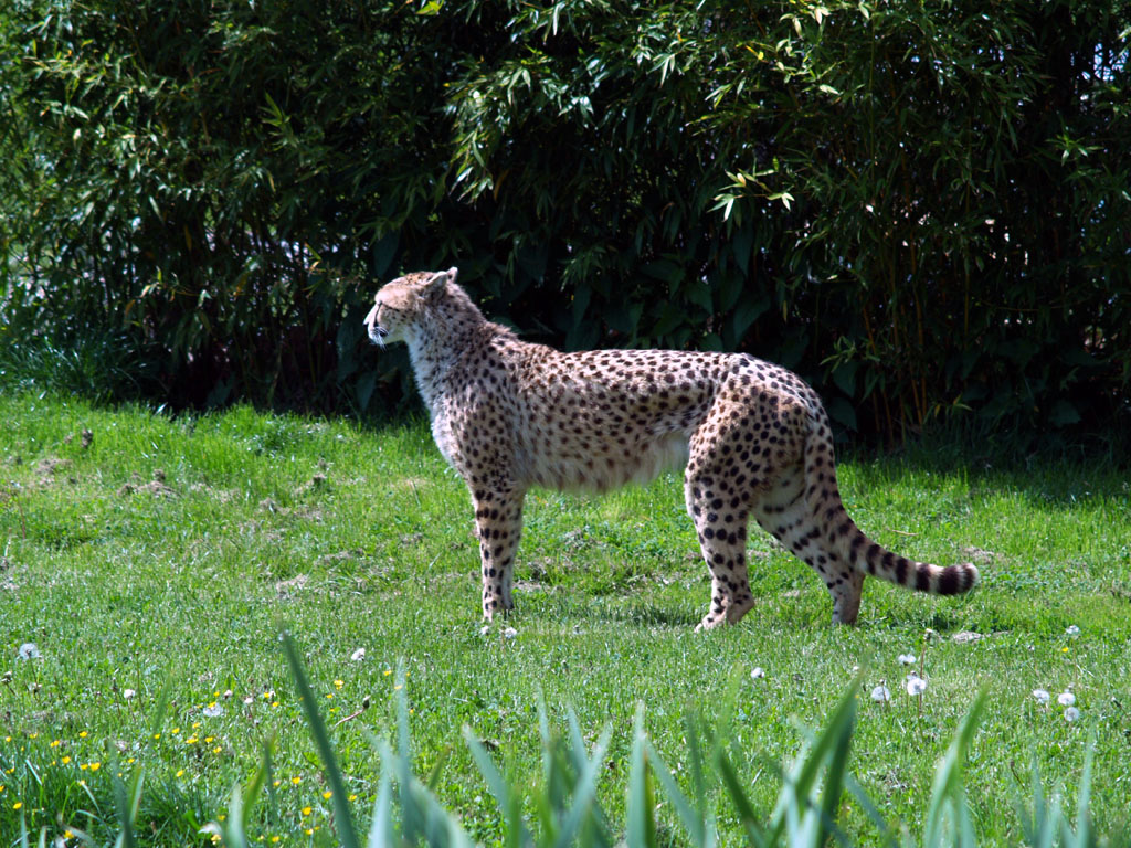  Gepard Im Tierpark Herberstein 2008 