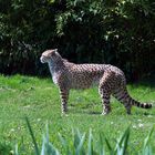  Gepard Im Tierpark Herberstein 2008 