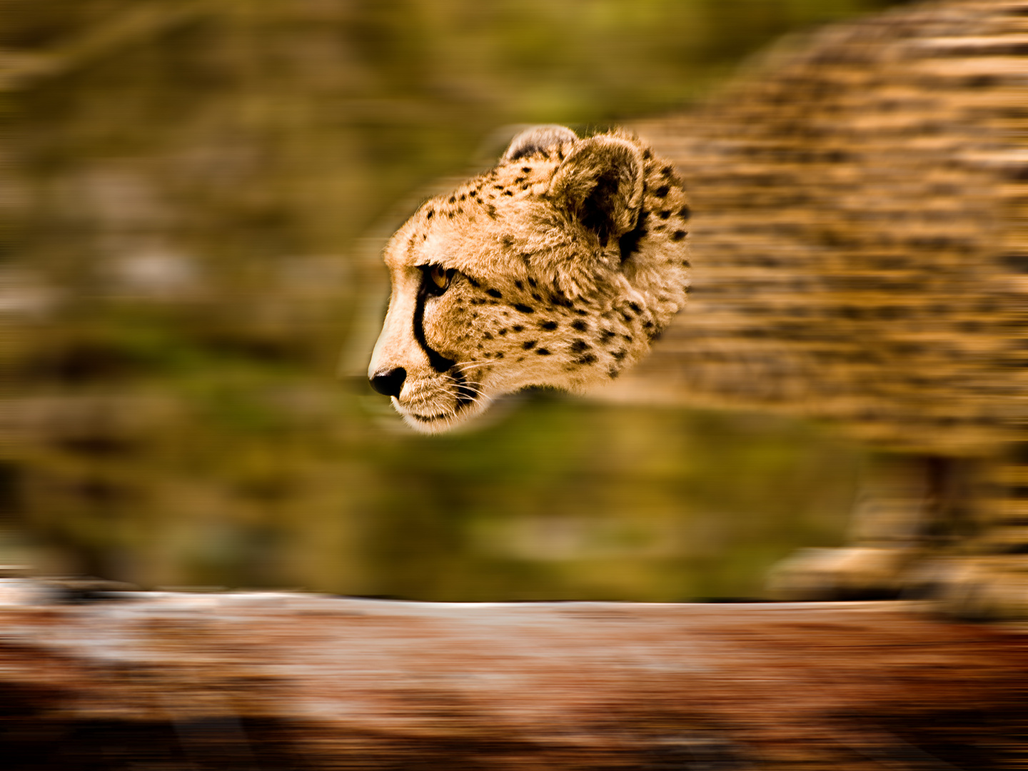 Gepard im Tierpark München Hellabrunn