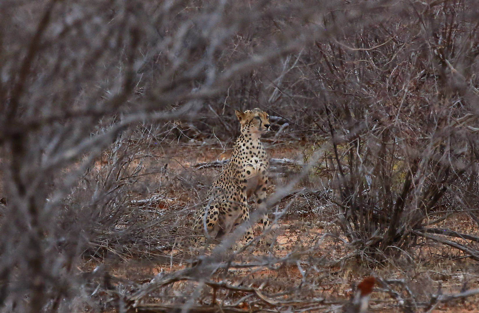 Gepard im Tsavo East