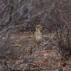 Gepard im Tsavo East