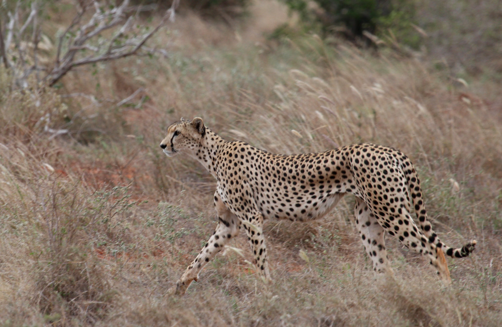 Gepard im Tsavo Ost