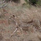 Gepard im Tsavo Ost