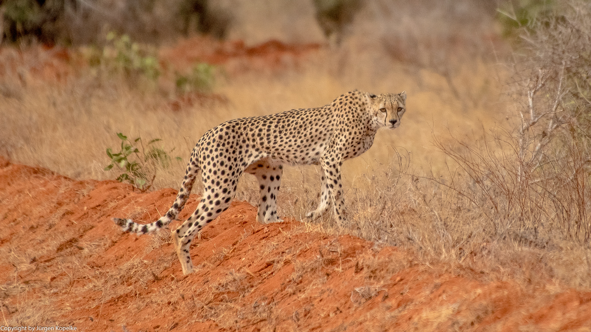 Gepard im Tsavo Ost