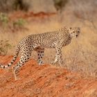 Gepard im Tsavo Ost