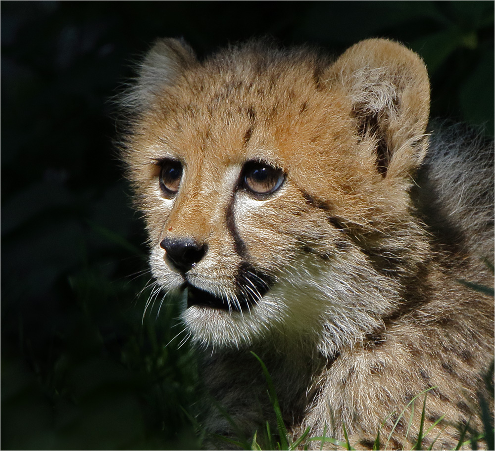 Gepard im Wachstum