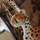 Gepard im Wohnzimmer :)