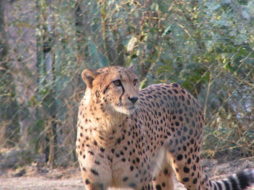 Gepard im Wuppertaler Zoo