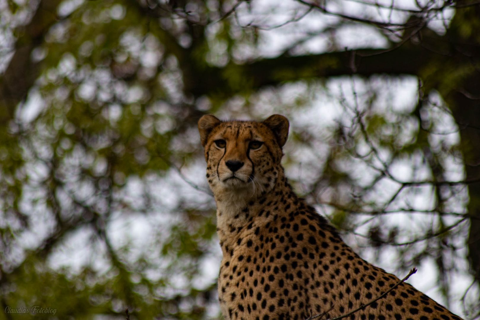 Gepard im Zoo