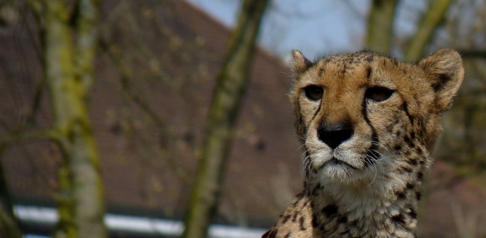 Gepard im Zoo Basel