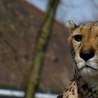 Gepard im Zoo Basel