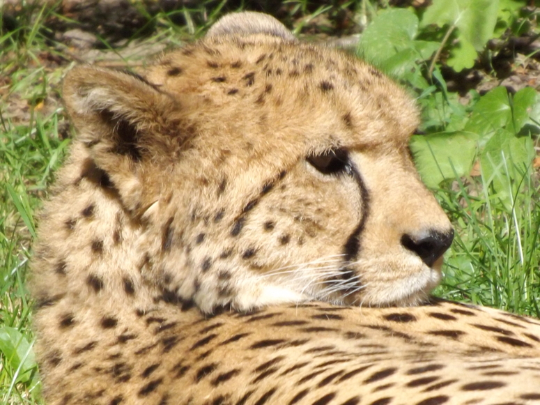 Gepard im Zoo Krefeld