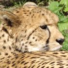 Gepard im Zoo Krefeld