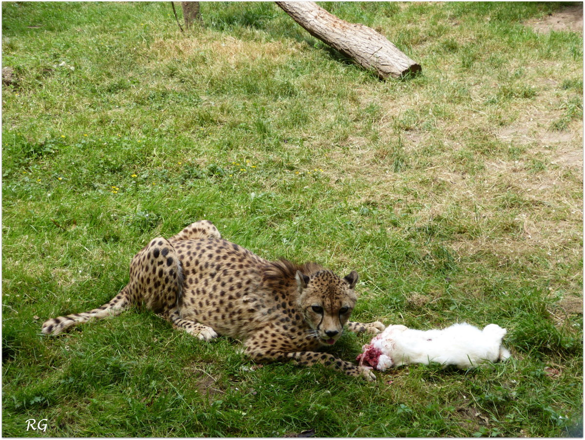 Gepard im Zoo Landau