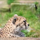 Gepard im Zoo Landau