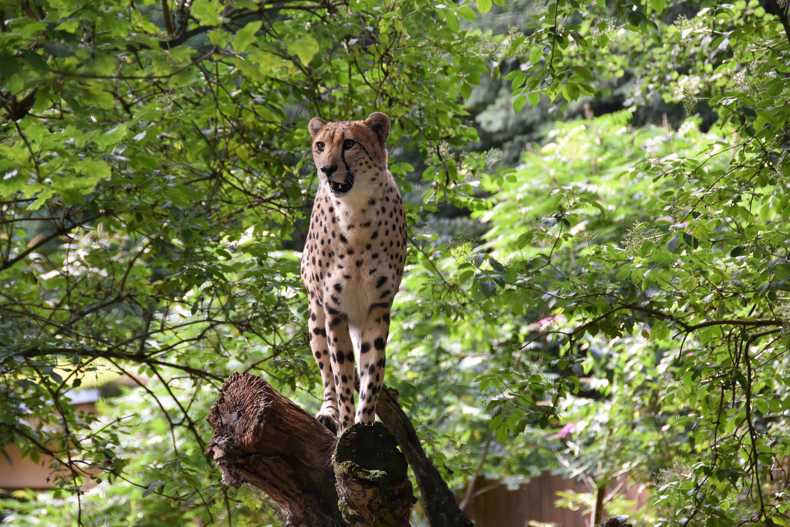 Gepard im Zoo Rostock (1)