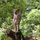 Gepard im Zoo Rostock (1)