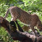 Gepard im Zoo Rostock (2)