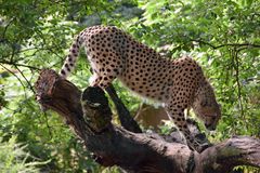 Gepard im Zoo Rostock (2)