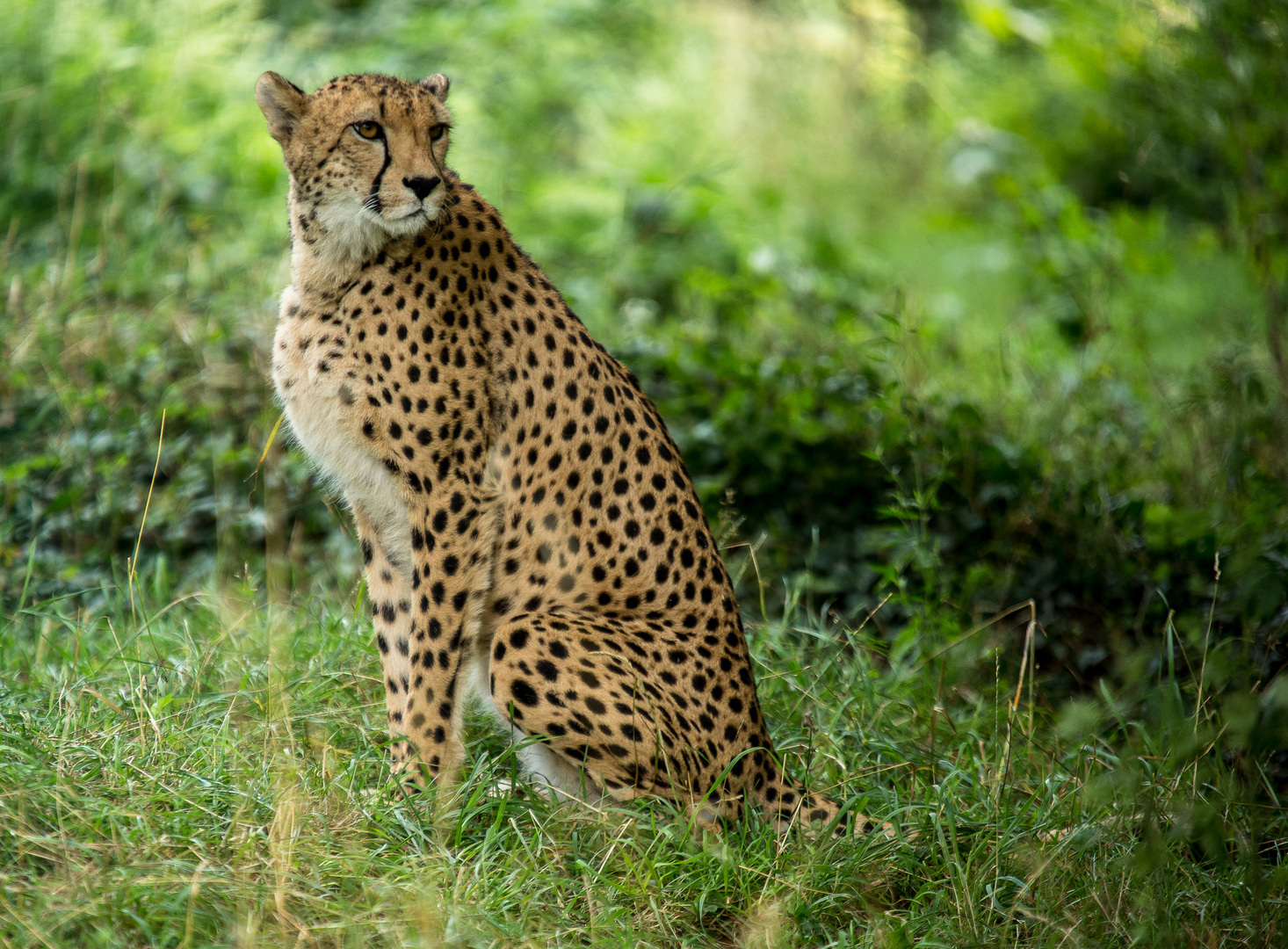 Gepard im Zoo Schönbrunn