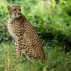 Gepard im Zoo Schönbrunn