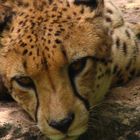 Gepard im Zoo von Singapur